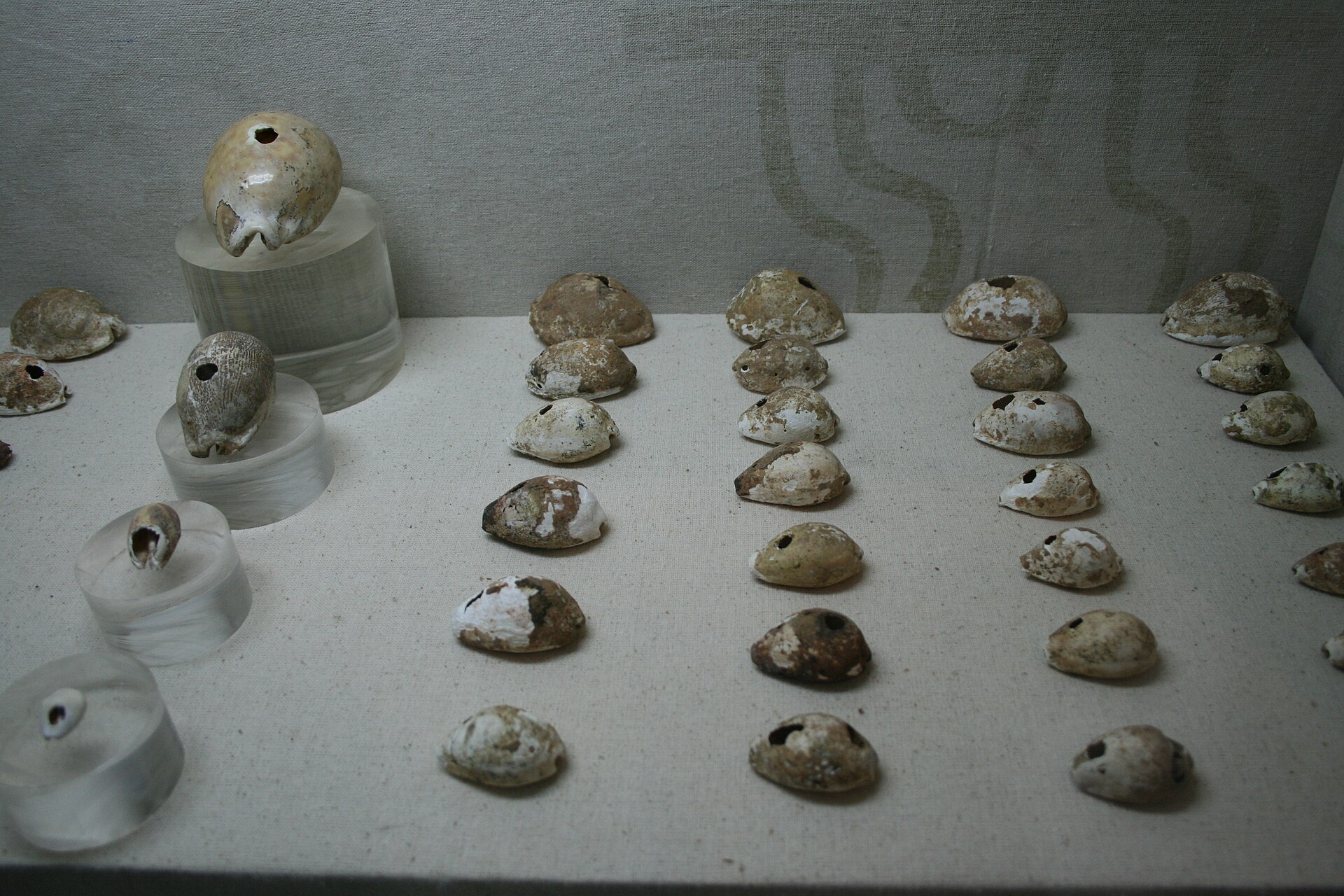 Cowrie shells from Shang-dynasty burials — among the oldest money in the world (Yinxu Museum, Anyang)